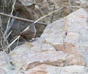 Canyon Wren 5305